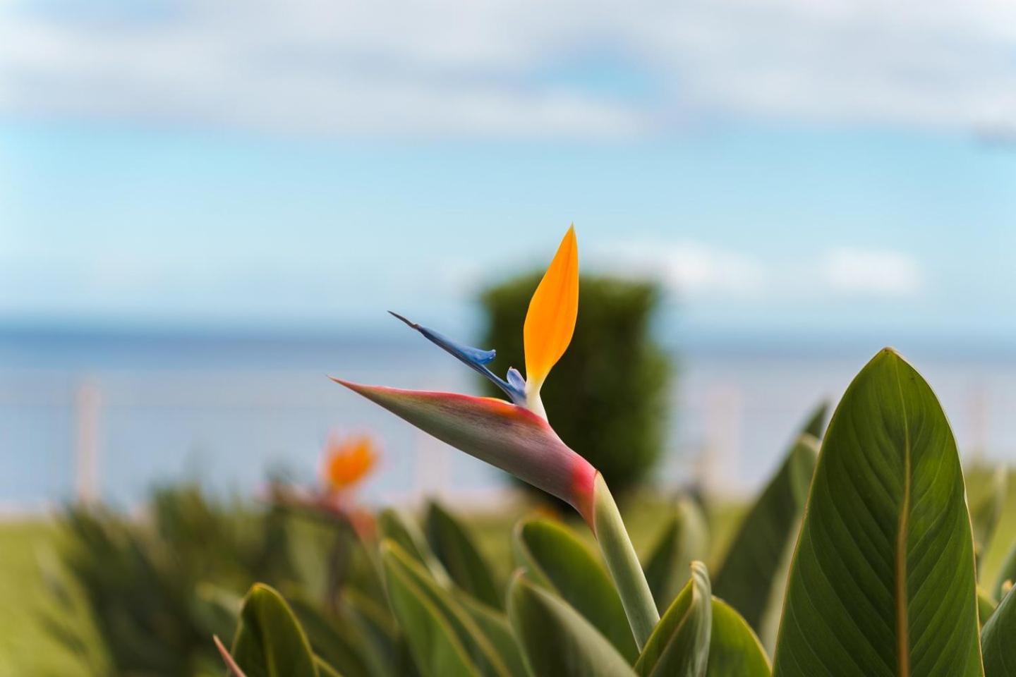 Apartamento Sunny Getaway In Funchal Exterior foto